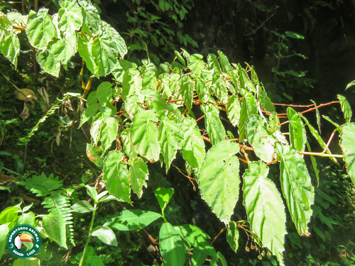 Begonia declinata, photograph 4