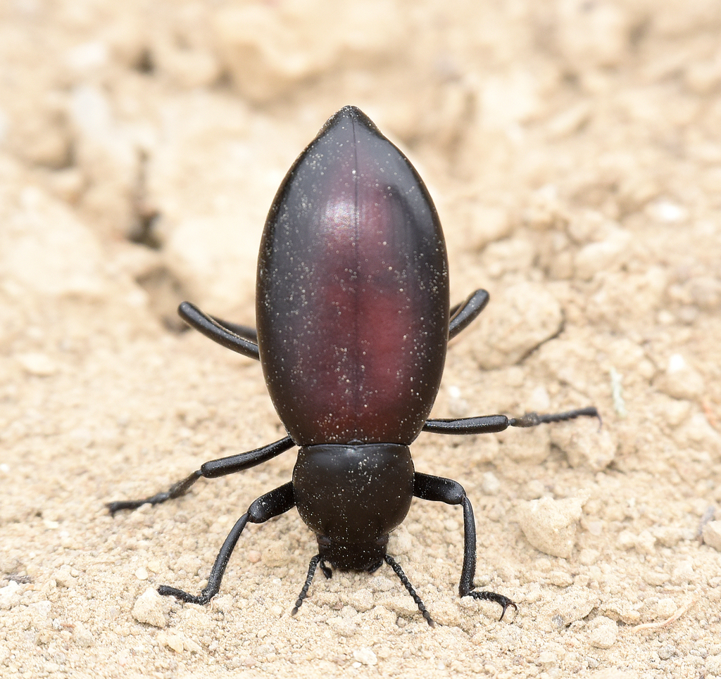 Steneleodes