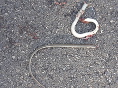 Ophisaurus attenuatus