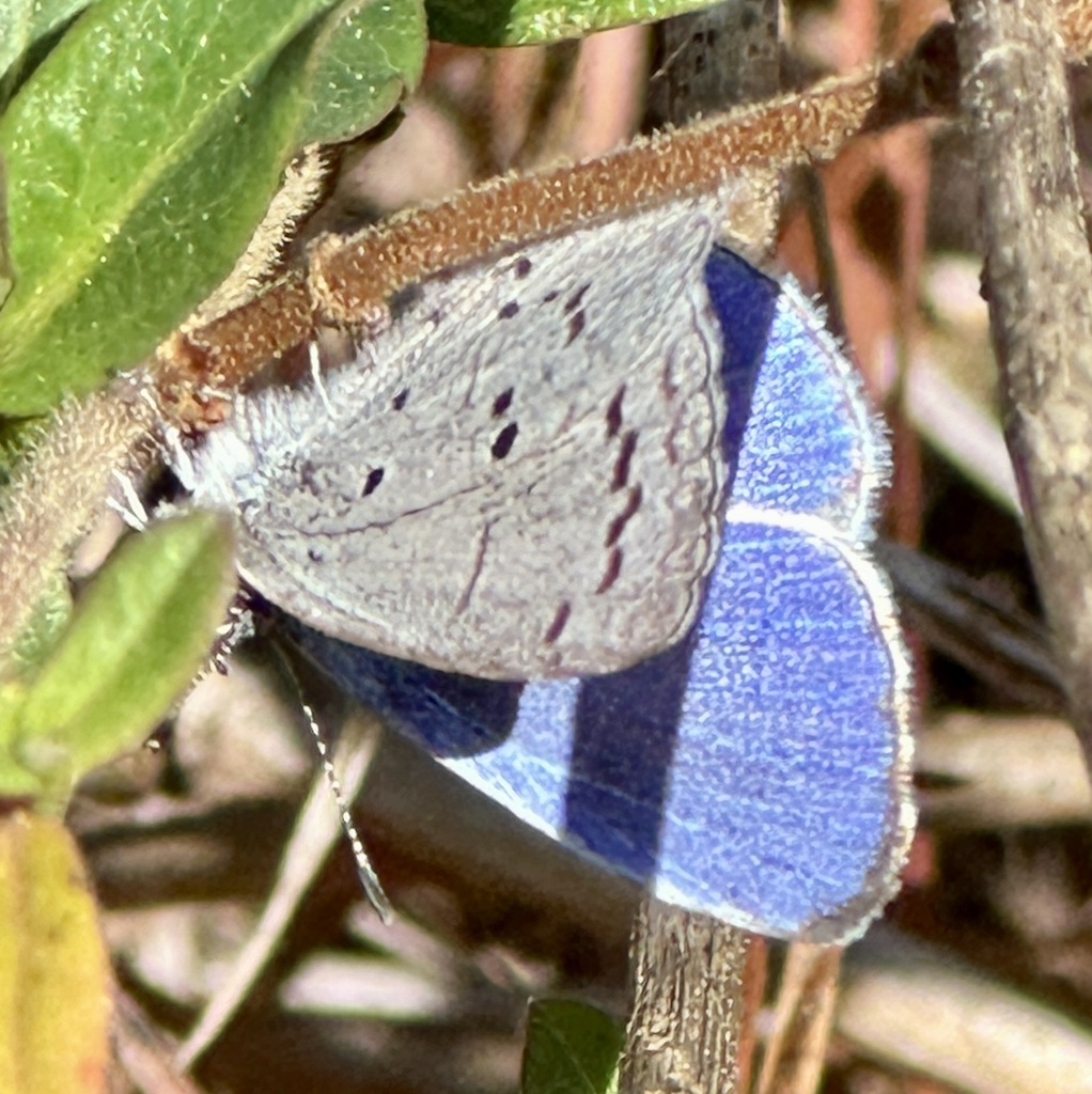 Summer Azure from King and Queen County, VA, USA on March 7, 2023 at 11