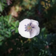 Geranium bellum
