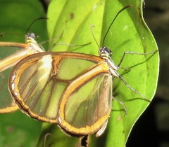 Episcada clausina