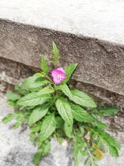 Oenothera rosea