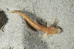 Halfblind Goby photo 1