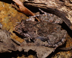 Tusked Frog photo 4