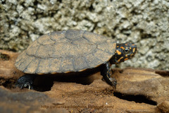 Indian Black Turtle photo 3