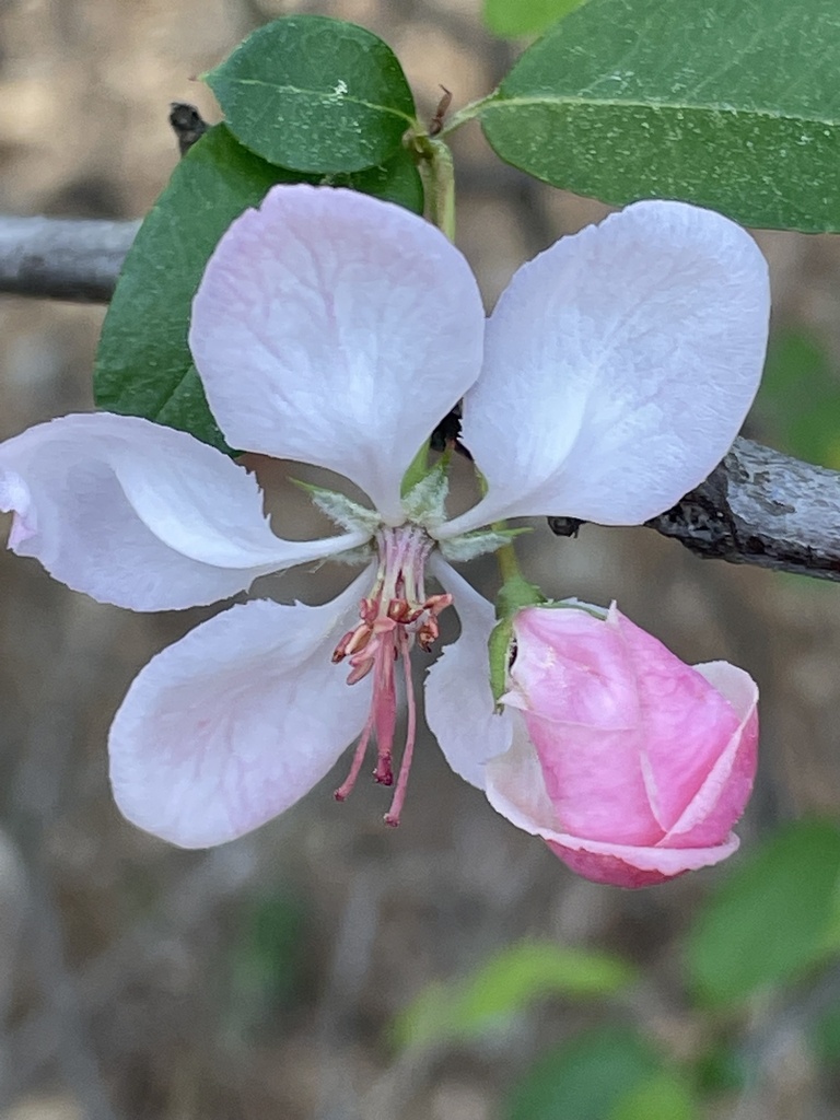 Malus angustifolia, Airport Rd, Wadesboro, NC, US