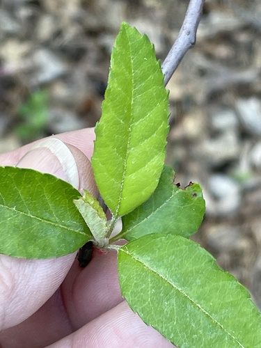 Malus angustifolia