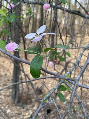 Malus angustifolia