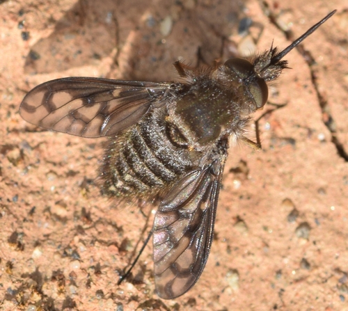 Conophorus macroglossus