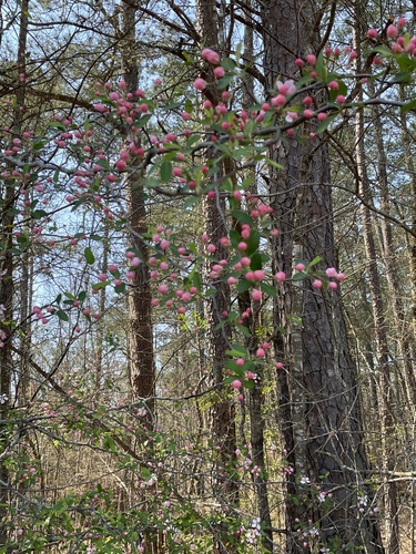 Malus angustifolia