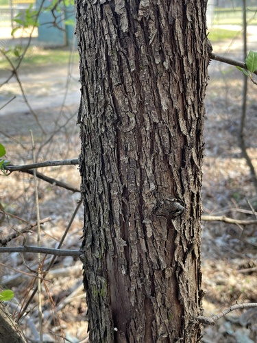 Malus angustifolia