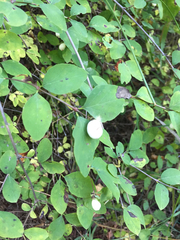 Symphoricarpos albus albus