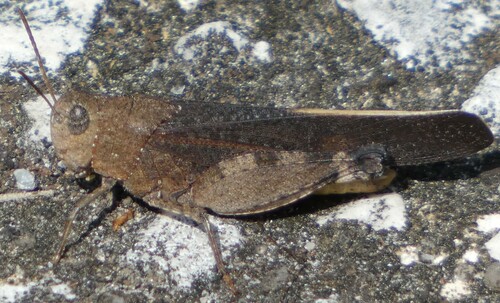 Southern Yellowwinged Grasshopper photo 4