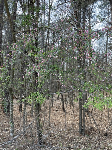 Malus angustifolia