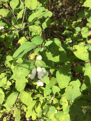 Symphoricarpos albus albus
