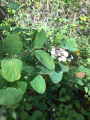 Symphoricarpos albus albus