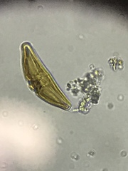 Cymbella
