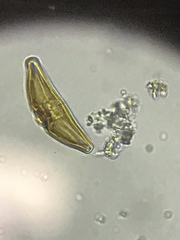 Cymbella