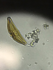 Cymbella