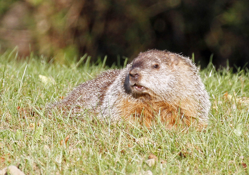 Groundhog, photo 6 of 10