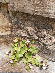 Cymbalaria muralis