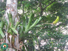Quesnelia edmundoi, photograph (c) Diogo Luiz, some rights reserved (CC BY)