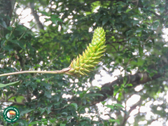 Quesnelia edmundoi, photograph (c) Diogo Luiz, some rights reserved (CC BY)