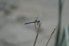 Dythemis nigrescens