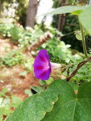 Ipomoea purpurea