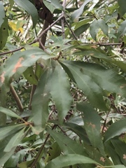 Morella cerifera image