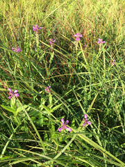 Physostegia parviflora