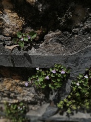 Cymbalaria muralis
