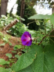 Ipomoea purpurea