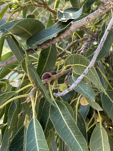 Image of Ficus salicifolia by (c) Theo Busschau, some rights reserved (CC BY)