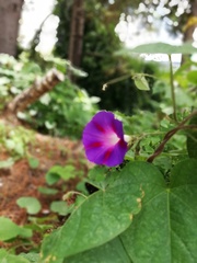 Ipomoea purpurea