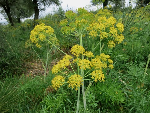 Image of Thapsia transtagana by no rights reserved