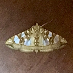 Glyphodes sibillalis