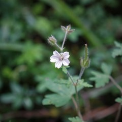 Geranium seemannii