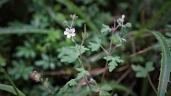 Geranium seemannii