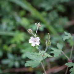 Geranium seemannii