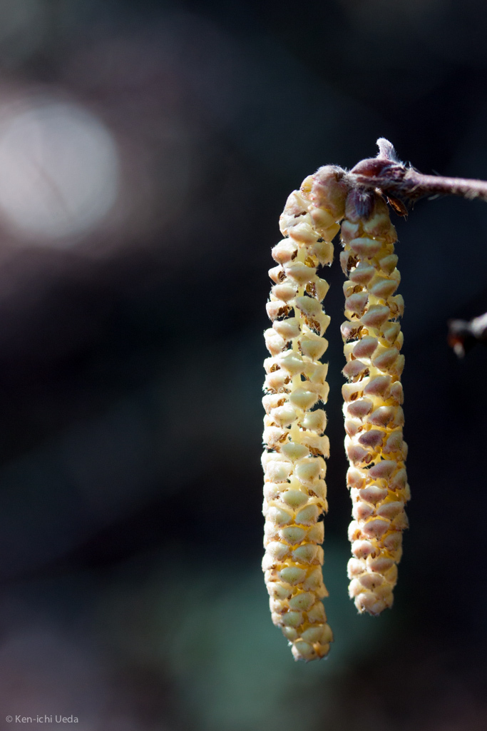 Beaked Hazelnut (Native Trees and Shrubs of Golden Gate Canyon State