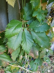 Parthenocissus quinquefolia