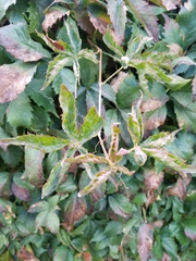 Parthenocissus quinquefolia