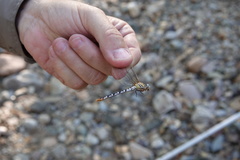 Erpetogomphus compositus