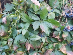 Parthenocissus quinquefolia