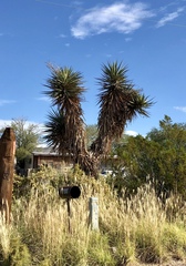 Yucca treculiana