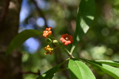 Bonellia macrocarpa image