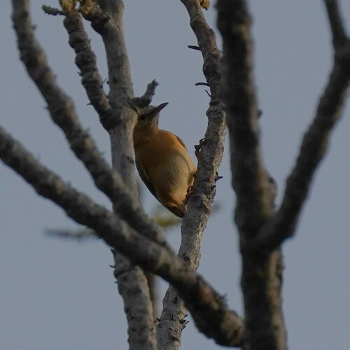 Northern Crombec (Sylvietta brachyura), photo 8