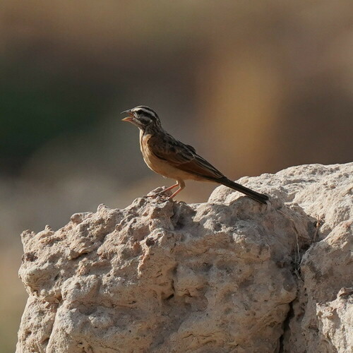 Gosling's Bunting (Emberiza goslingi), photo 6